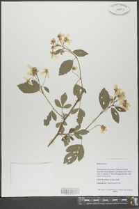 Rubus argutus image