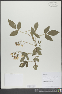 Rubus argutus image