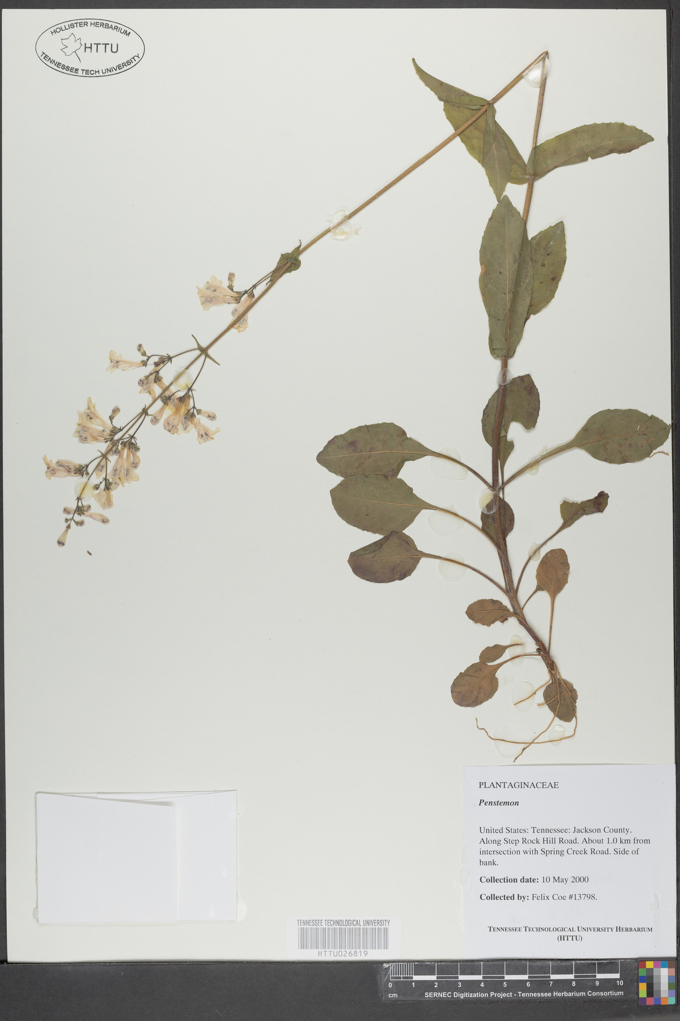 Penstemon brevisepalus image