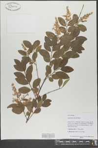 Ligustrum sinense image