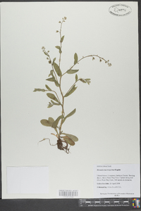 Myosotis macrosperma image