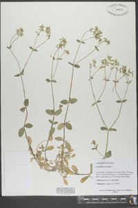 Cerastium viscosum image