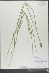 Carex sparganioides image