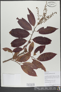 Oxydendrum arboreum image