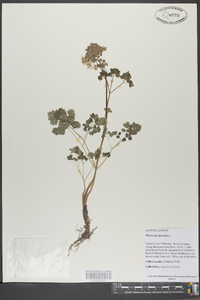 Thalictrum dioicum image