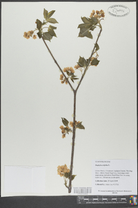 Staphylea trifolia image