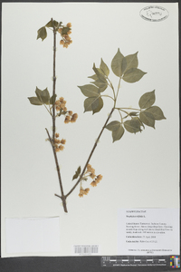 Staphylea trifolia image