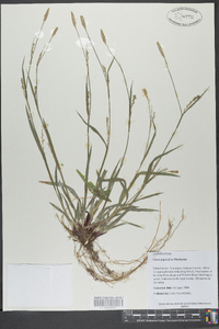 Carex purpurifera image