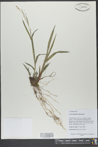 Carex purpurifera image