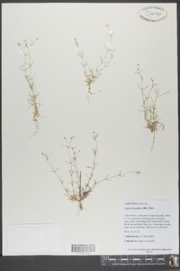 Sagina decumbens image