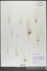 Sagina decumbens image