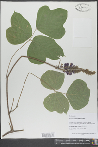 Pueraria montana var. lobata image