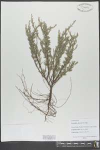 Conradina canescens image
