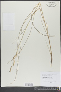 Spartina patens image