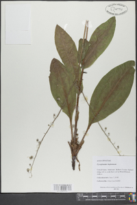 Cynoglossum virginianum image