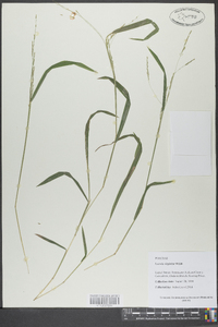 Leersia virginica image