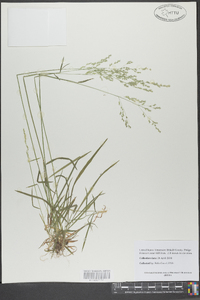 Poa autumnalis image