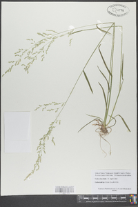 Poa autumnalis image