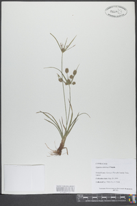 Cyperus retrorsus image