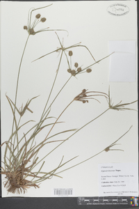 Cyperus retrorsus image