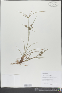 Cyperus retrorsus image