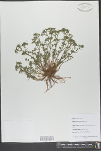 Polypremum procumbens image