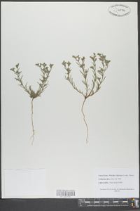 Polypremum procumbens image