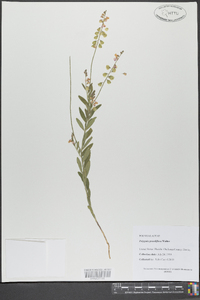 Asemeia grandiflora image