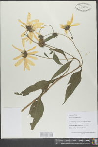 Helianthus tuberosus image