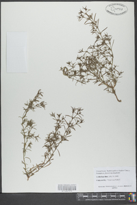 Polypremum procumbens image