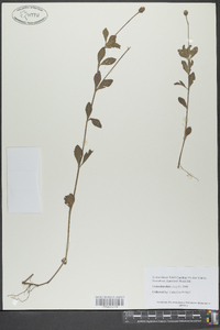 Phyla nodiflora image