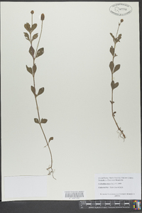 Phyla nodiflora image