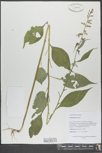 Campanulastrum americanum image