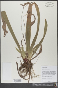 Carex plantaginea image