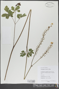 Actaea racemosa image