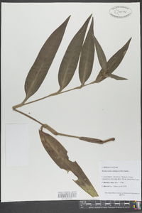 Tradescantia subaspera image