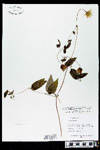 Clematis cumberlandensis image