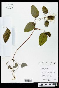 Clematis cumberlandensis image