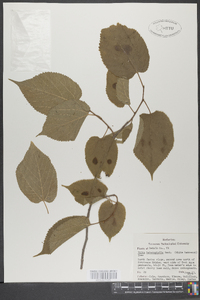 Tilia heterophylla image