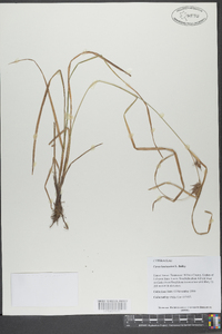 Carex louisianica image