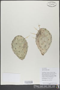 Opuntia humifusa image