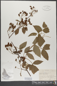 Rubus occidentalis image