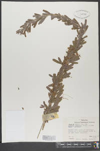 Cuscuta gronovii image