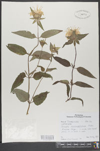 Monarda austroappalachiana image