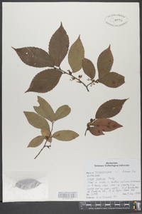 Ulmus serotina image