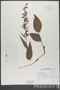 Epipactis helleborine image