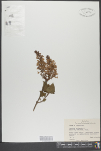 Syringa vulgaris image