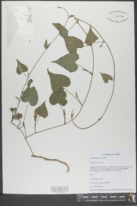 Ipomoea lacunosa image