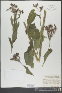 Vernonia baldwinii image