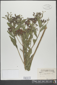 Vernonia baldwinii image